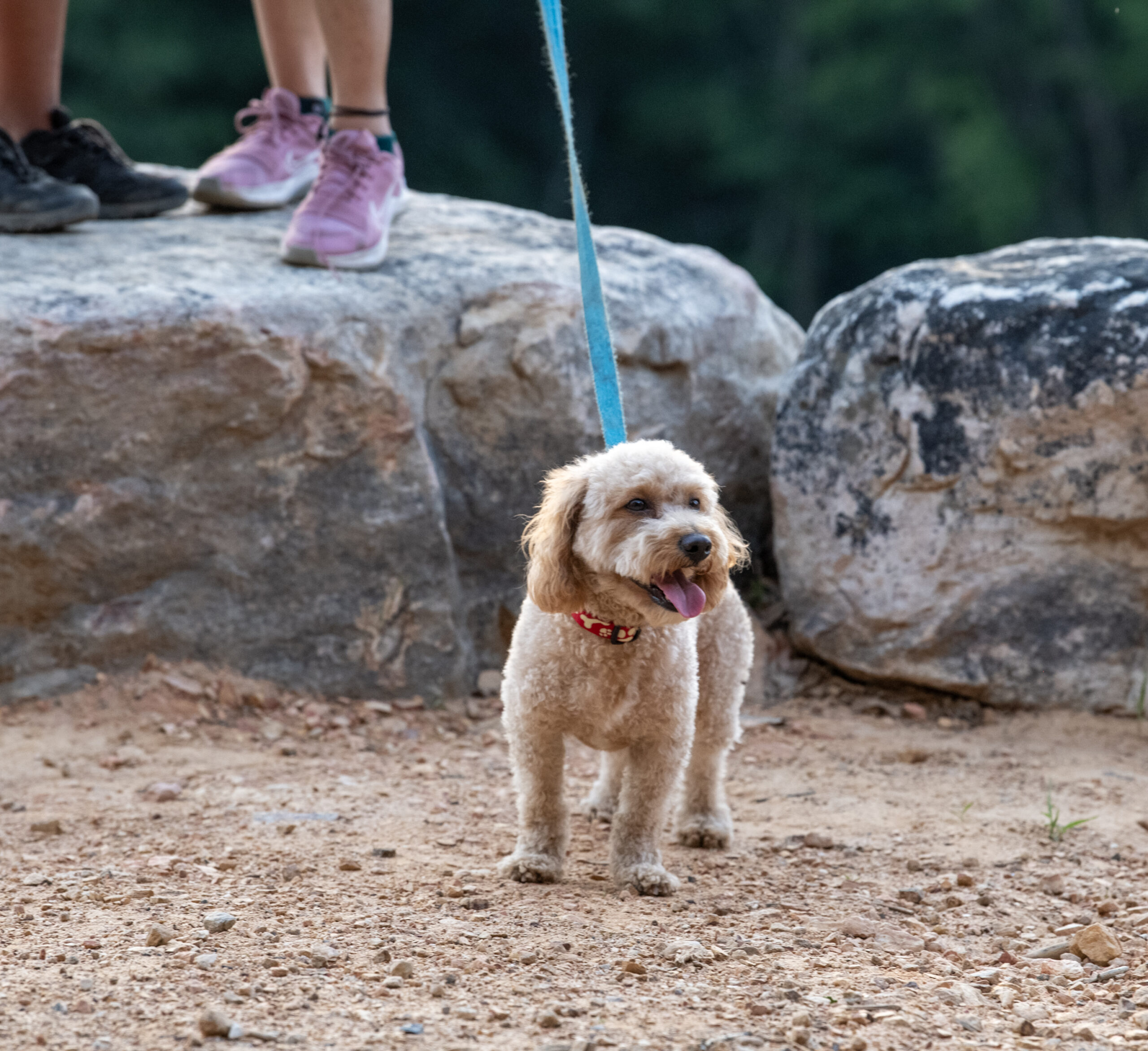 Dog looks to the camera in the foreground with rocks in the background