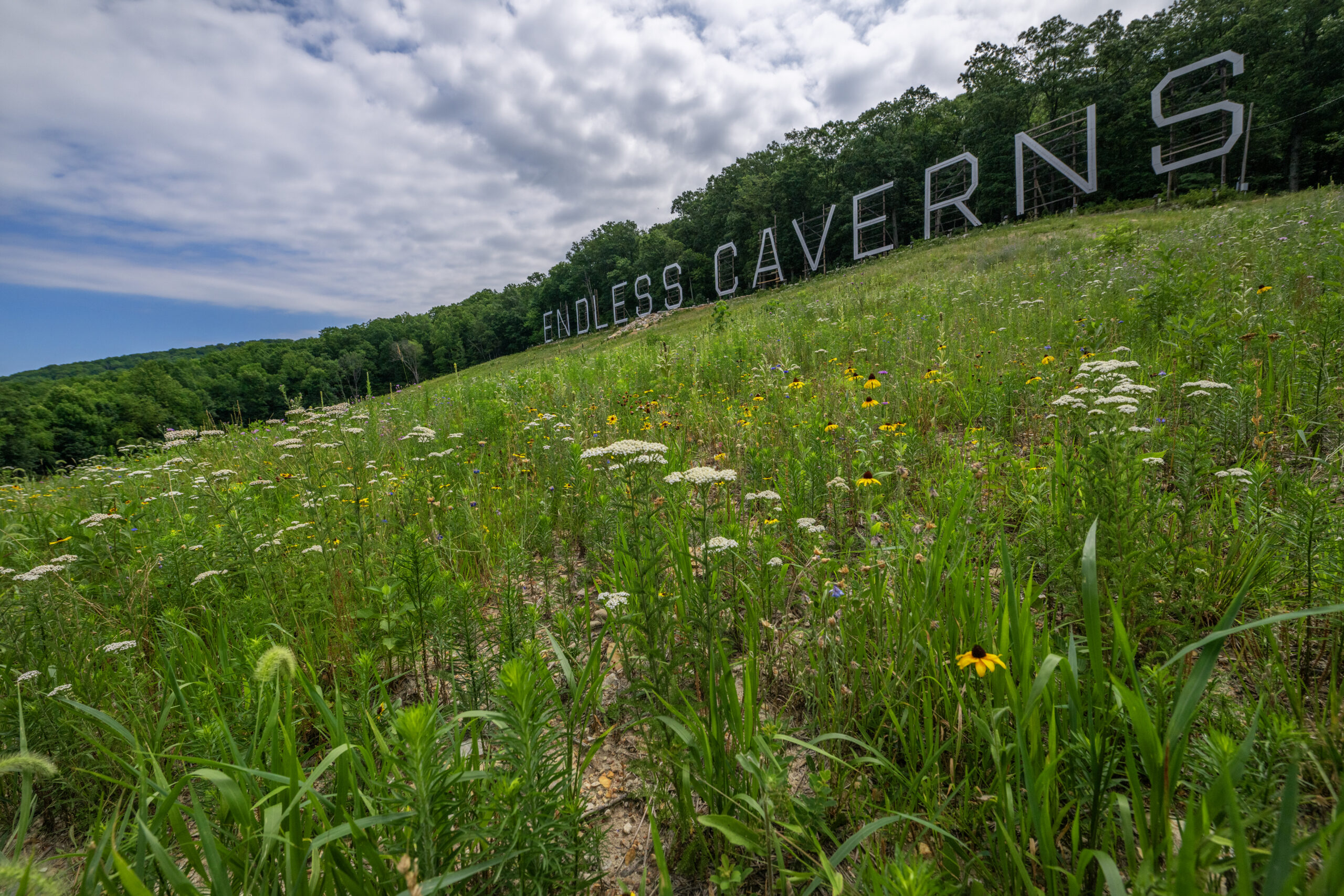 Wildflower fields and the Endless Caverns Sign